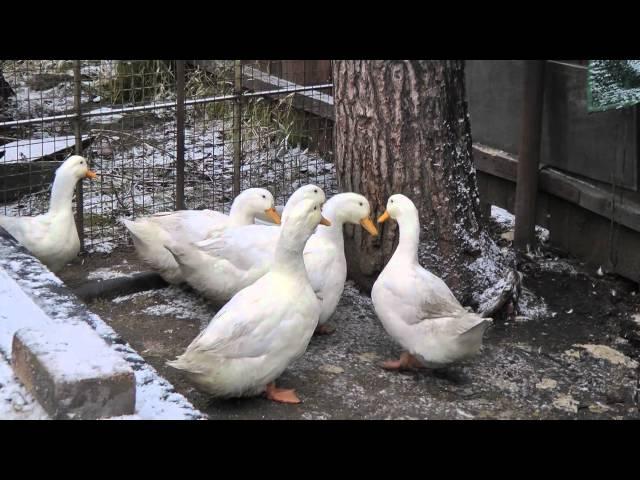 ути пекинские