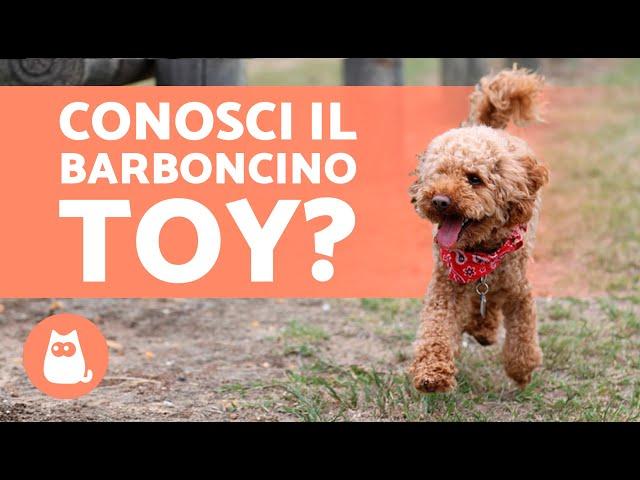 TUTTO sul Barboncino TOY  (Cure e curiosità)