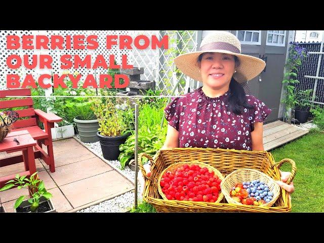 HARVESTING ORGANIC RASPBERRIES, STRAWBERRIES AND BLUEBERRIES IN OUR TINY GARDEN #gardening #plants