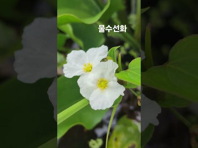 #물수선화