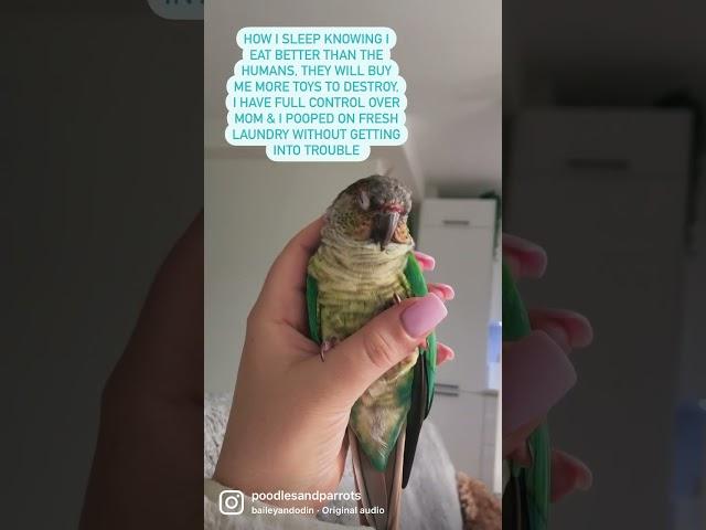 The truth about parrots it's like having a flying toddler for 30 years #shorts #parrots #conures