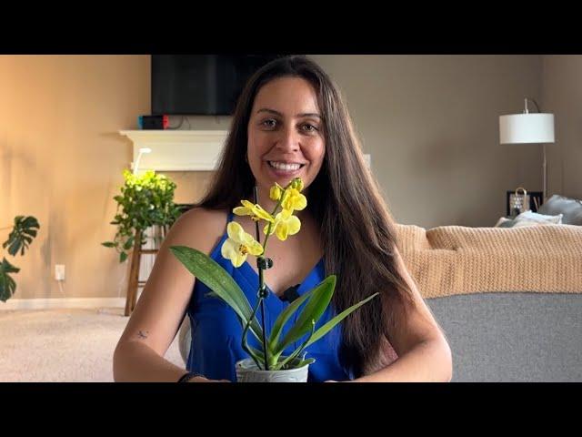 Caring for a new orchid and what to do when the blooms fall off