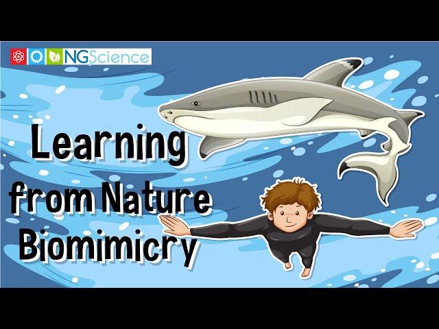 Learning from Nature – Biomimicry