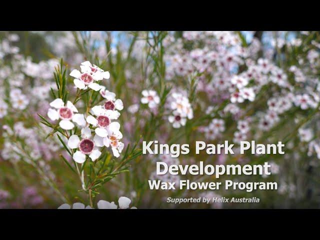 Looking to the future: Kings Park wax flowers