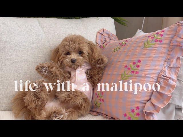 Life with a Maltipoo  sunday puppy vlog 🩷