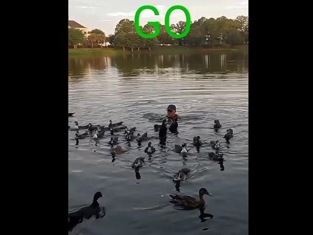 Duck Races