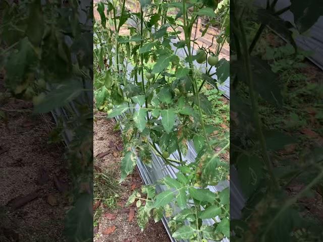 Tomatoes at Mi Familia Farm