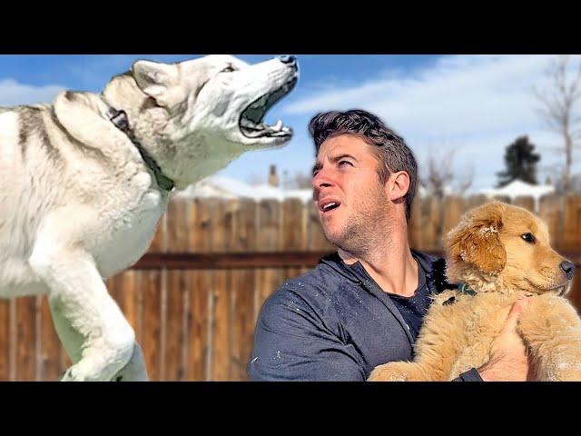 Adorable Dog Uses Trampoline to Tackle Owner