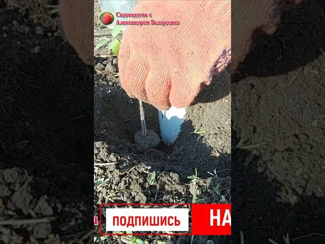 Посадка томатов Что добавить при посадке помидор