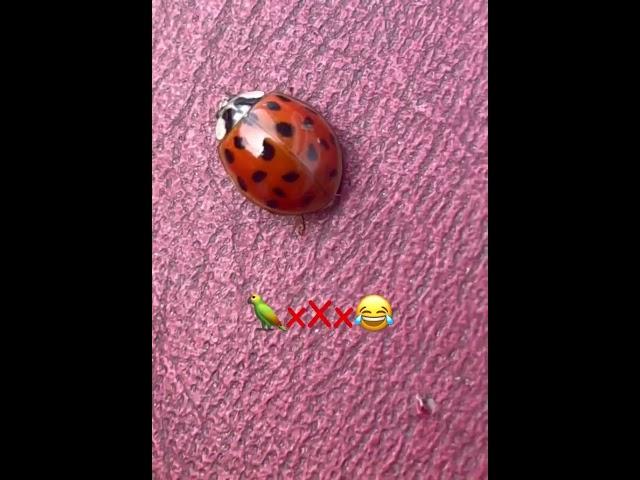 #beautiful #red #bug #ladybug #ladybird #green #parrots #squawking #always #flying #insect #insects