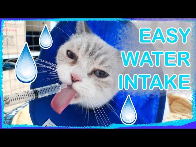 How to Hydrate a Cat at Home (Not for emergencies / vet substitute)