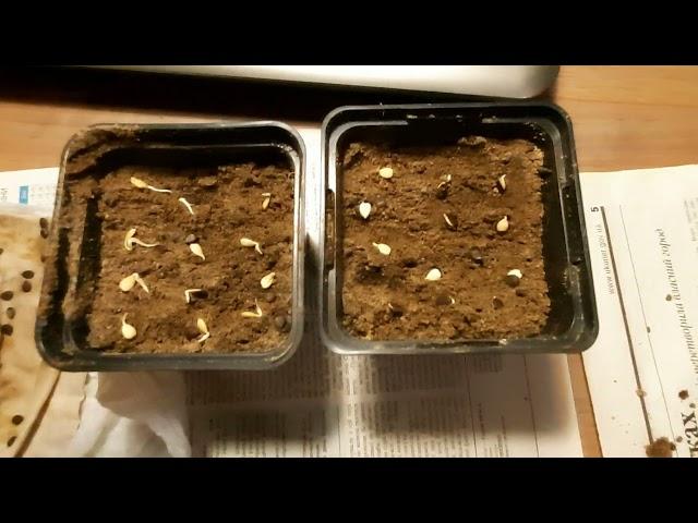 "Маракуйя северная"/Пасифлора инкарната/Выращивание маракуйи из семян/продолжение  Ч.2