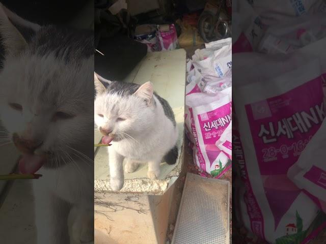 길고양이 빵떠기 츄르 먹기