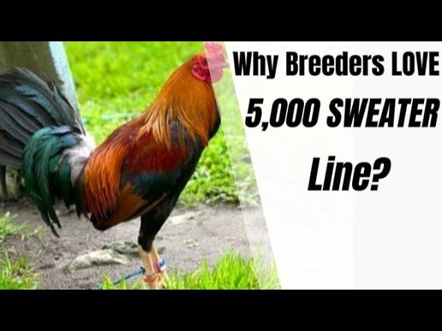 5,000 SWEATER Bloodline Explained: Origin, Traits, and Movement Style#gallos #rooster#chicken#usa#ph