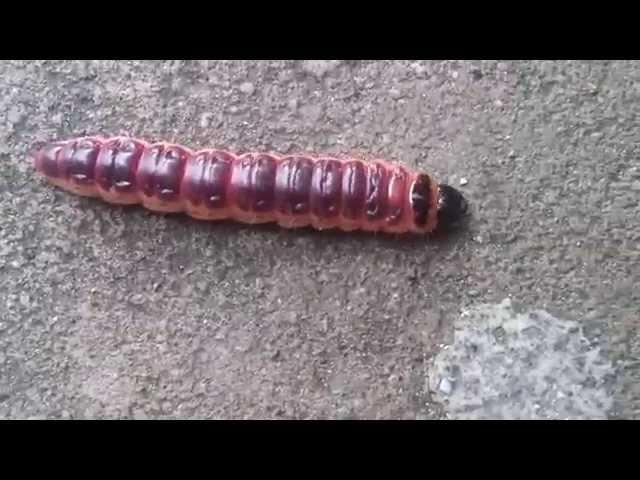 Funny caterpillar (Baku)