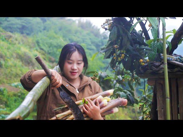 Daily routine during pregnancy: chopping bamboo and digging bamboo shoots, a comfortable rural life~