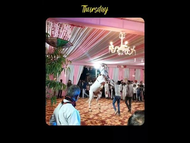 royal wedding off Rajputana Thi betarna ️ 25.04.25