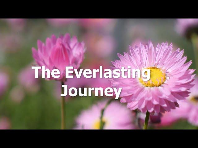 Journey of the Everlasting Flower