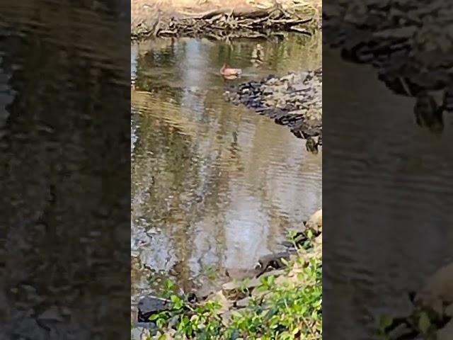 beautiful brown duck seen while magnet fishing! #magnet #magnetfishingfinds #magnetfishingadventures