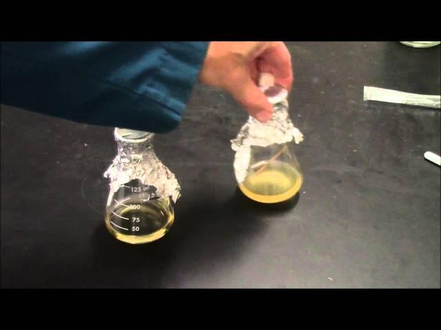 Intro to Growing Bacteria