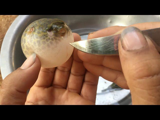 Big Stomach Fish | What is in This Stomach fish?