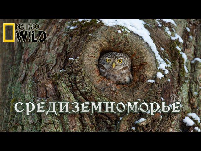 Дикая природа Средиземноморья. Мир природы дикие животные #Документальный фильм. National Geographic