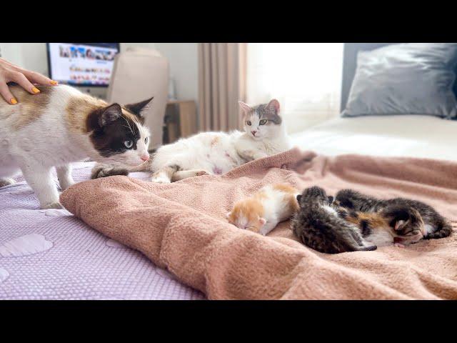 Dad Cat Meets His Baby Kittens for the First Time!