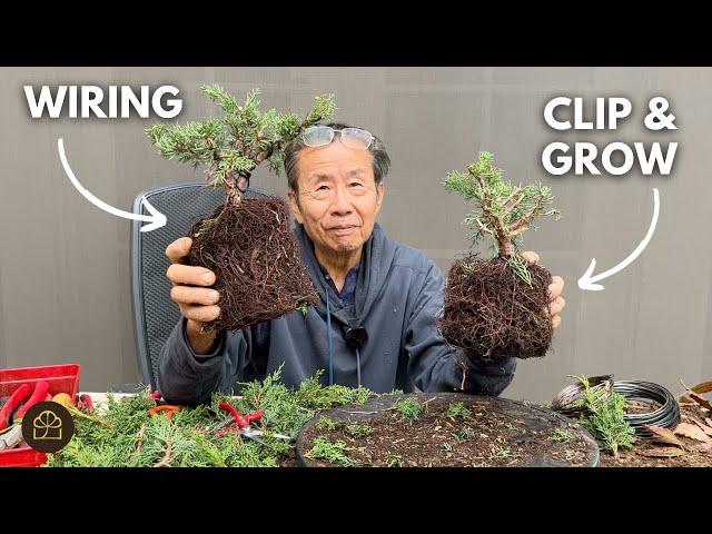 Wiring VS Clip & Grow Method on the Same Juniper Bonsai