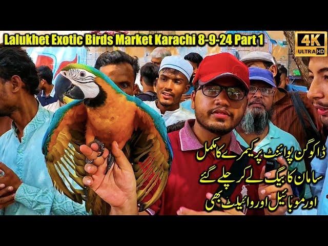 Lalukhet Exotic Birds Market Karachi 8-9-24 Part 1 | Hen and Rooster and Unique and Rare Parrots