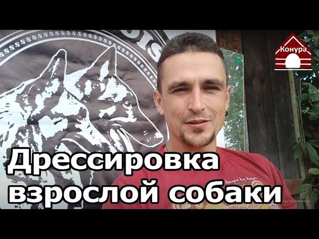 206. Воспитание собаки старше года. Дрессировка взрослой собаки. Предисловие