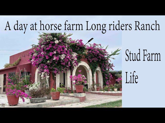 a day at horse stud farm long riders ranch in India