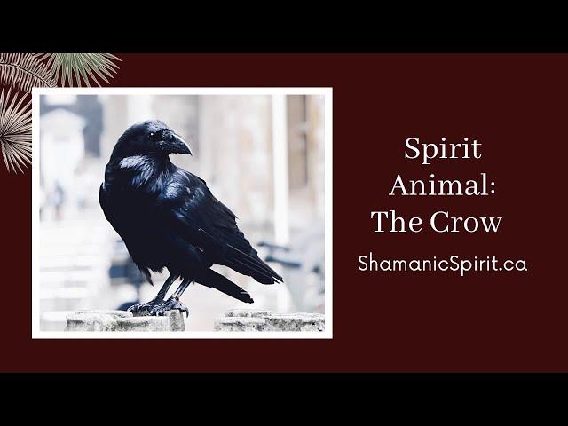 Animal Spirit Guide: The Crow (Shamanic Power Animal). Crow Symbolism. Raven Symbolism