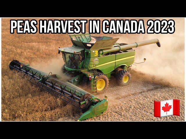 Peas harvest 2023 in Canada . Part 1