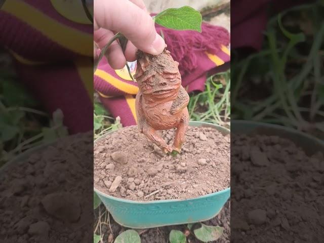 I planted mandrake from Harry Potter ️️#cute #harrypotter #food #fyp #shorts