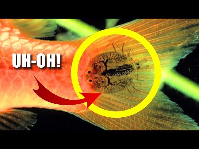 Fish Lice Facts: FISH PARASITES  Animal Fact Files