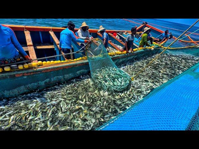 WORLD’S LARGEST CATCH! TODAY Billions Marckerl Fish Hauled In Single Fishing Trip Wow | SEAFISHING