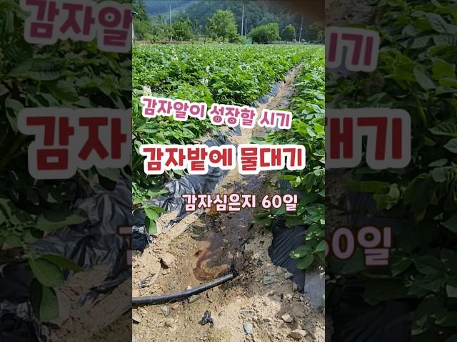 감자밭에 물데기.감자성장을 위해  물데줄 시기 괴산젊은농부 #shorts