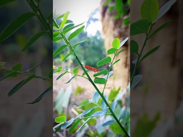 #nature #villages #butterflyflower #village #flower #bestvillage #butterflygarden #gardening