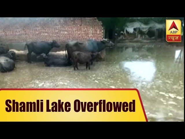 UP: Shamli Lake Overflows; Water Destroys Farmers' Produce | ABP News