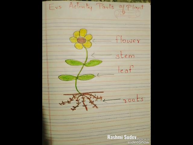 @RashmiSudev #shorts #stem #flowers #roots #leaves #parts #science #sciencefacts