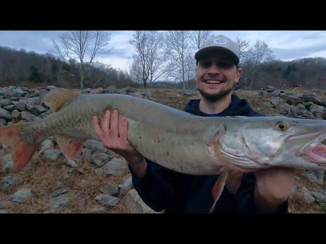 Using JERKBAITS for Spillway MUSKIES!!! (Nonstop BIG Fish!)