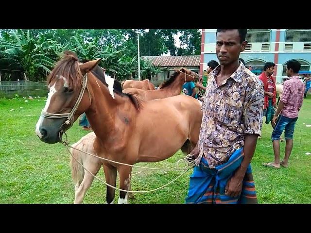 Buy mother horse with native breed from Sylhet Horse Market - Bipul Agro BD 2022