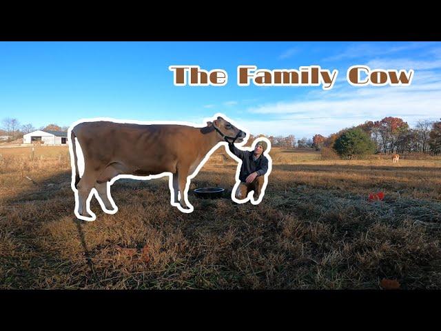 The Family Milk Cow | Testing for A2A2 Genetics + Transplanting a Tree