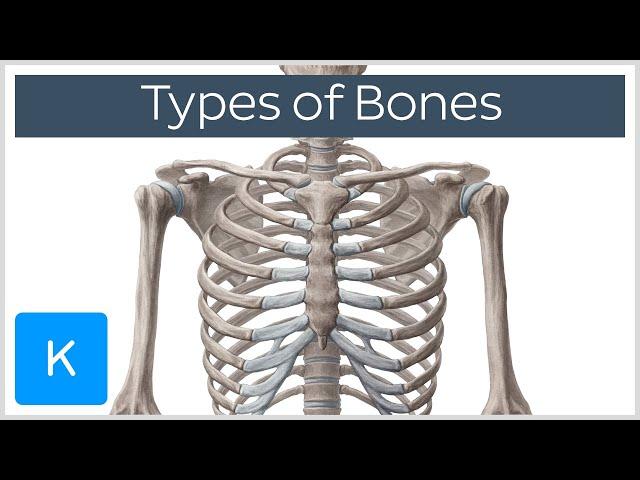 Types of bones in the human skeleton - Human Anatomy | Kenhub