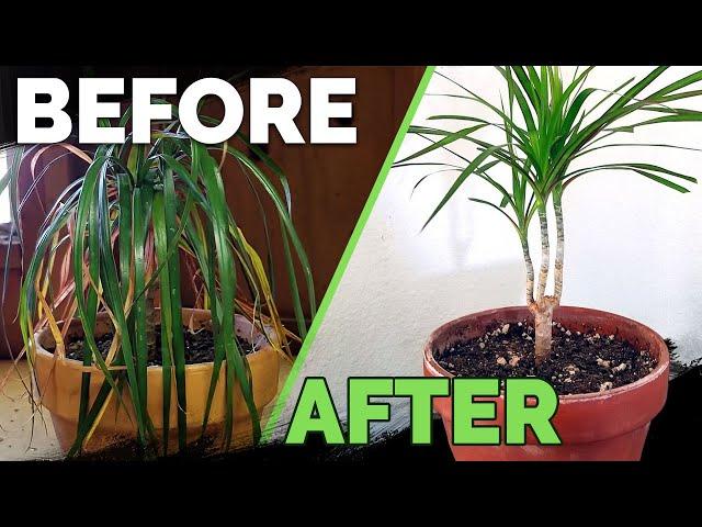 Houseplant Care: Bring Your Houseplant Back to Life!