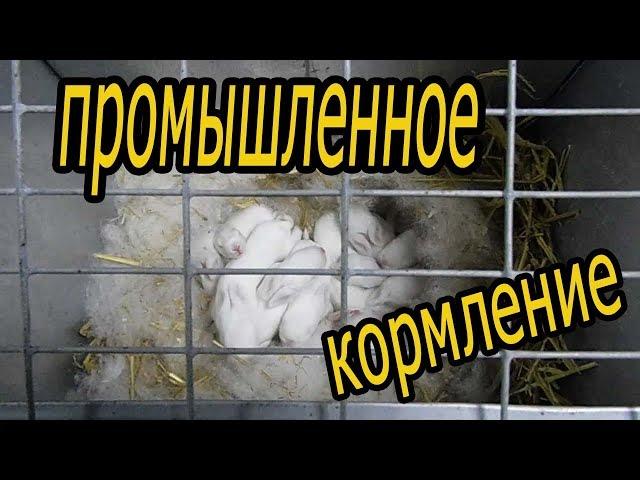 Кормление крольчат раз в сутки. Промышленный метод кормления (видео 6)