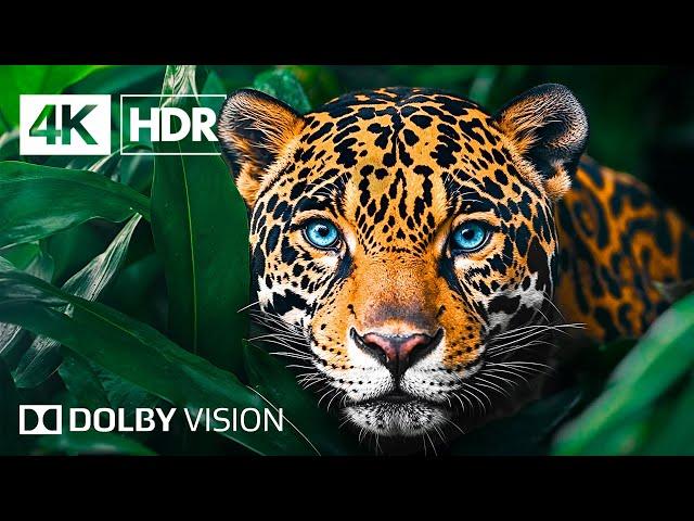 Animal Discovery | 4K Ultra HD 60FPS Wildlife Video