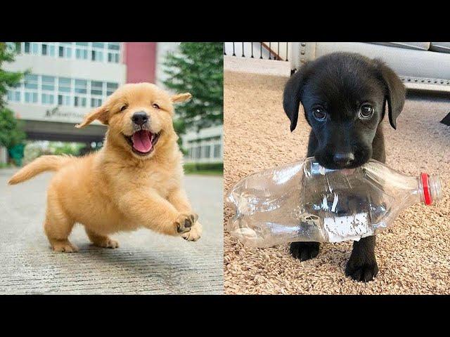 Baby Dogs  Cute and Funny Dog Videos Compilation #20 | 30 Minutes of Funny Puppy Videos 2021