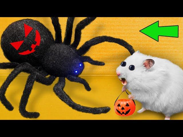 DIY New Halloween Hamster Maze  Hamster Escapes