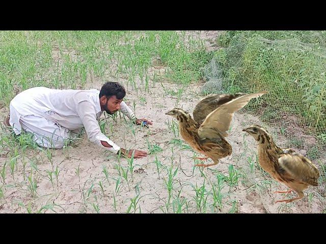 Easy and quick netting of quail || Best hunting like a pro || Raptors Today